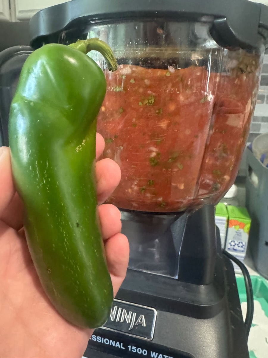 A homegrown jalapeño held up in front of a blender full of fresh salsa